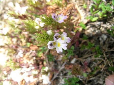 perch l''euphrasia   cos?