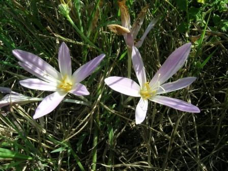 spirantes spiralis e colchicum autumnale