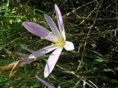 spirantes spiralis e colchicum autumnale