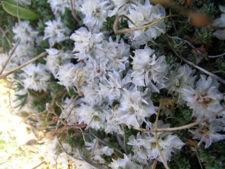 Flora appennino abruzzese - Paronychia kapela