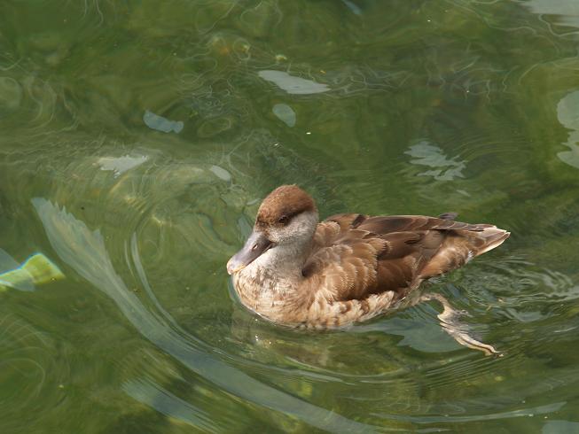 Sul lago a Lucerna...