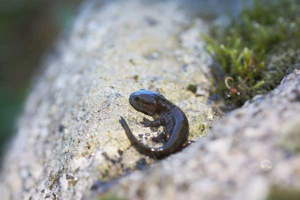 urodelo - Salamandra salamandra salamandra, larva