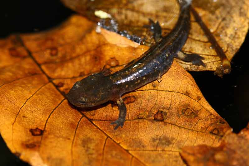 urodelo - Salamandra salamandra salamandra, larva