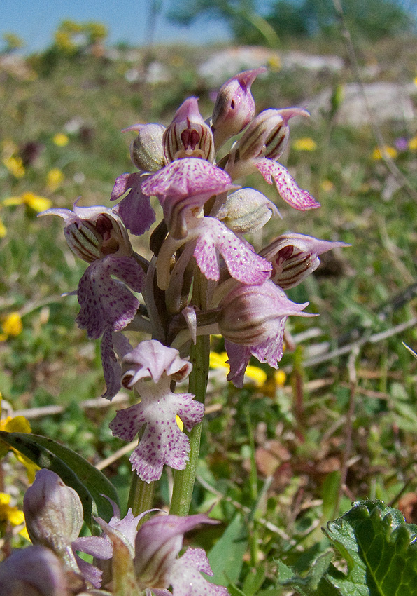 Orchidee Alta Murgia