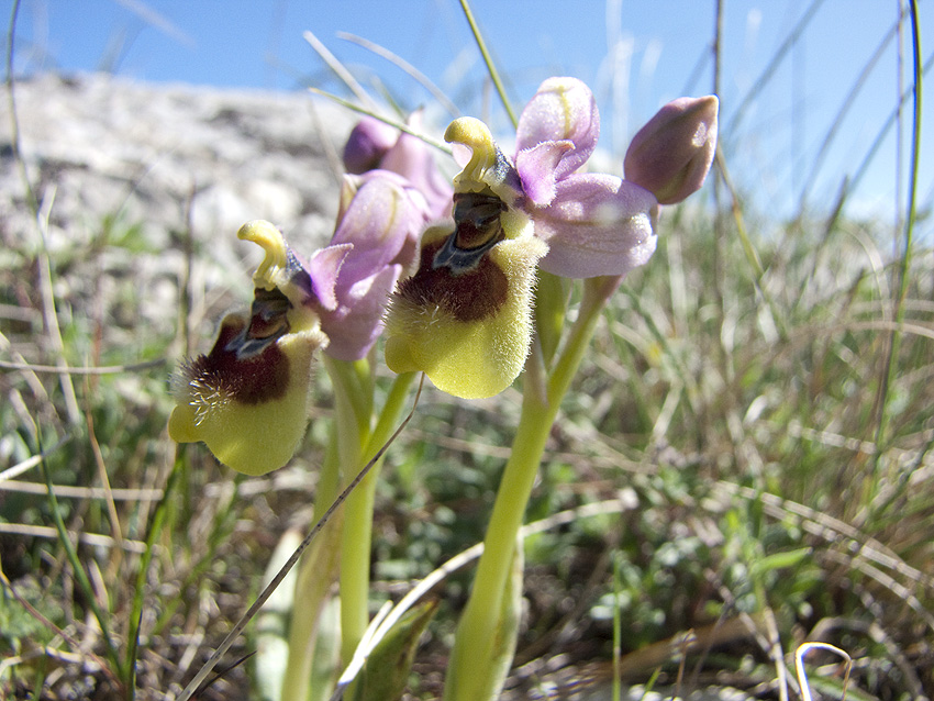 Orchidee Alta Murgia