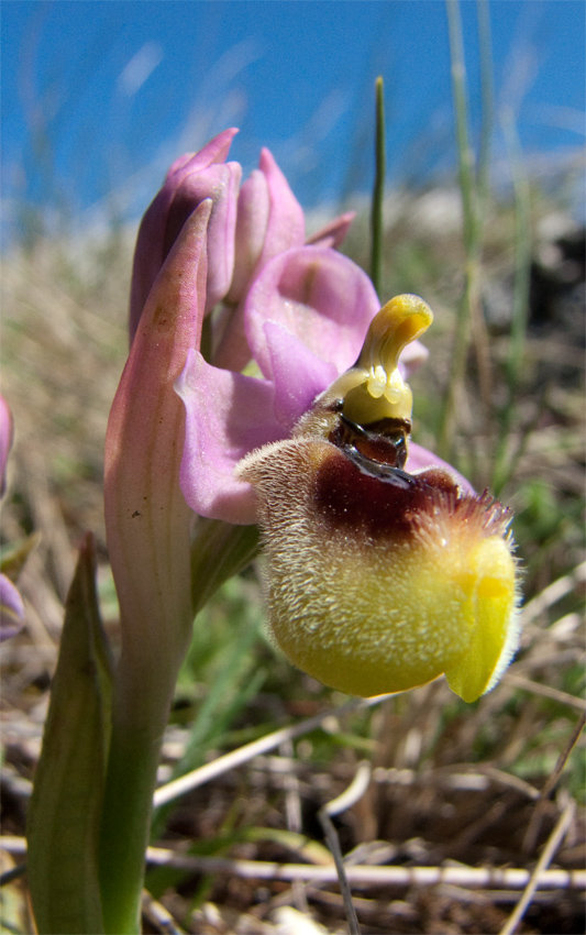 Orchidee Alta Murgia