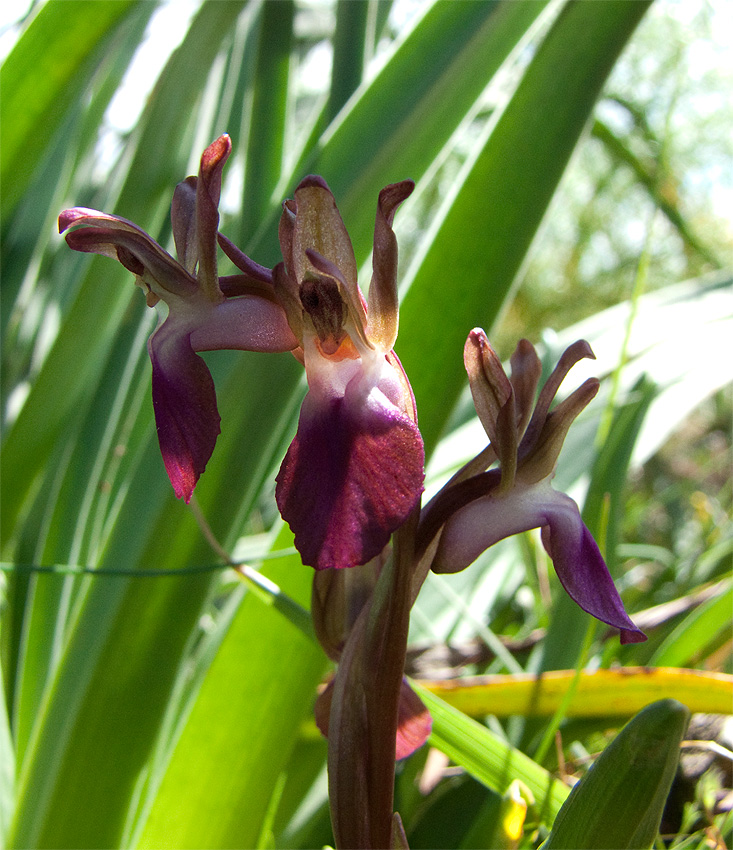 Orchidee Alta Murgia