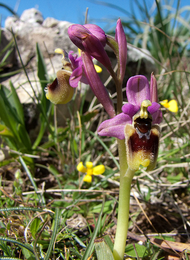 Orchidee Alta Murgia