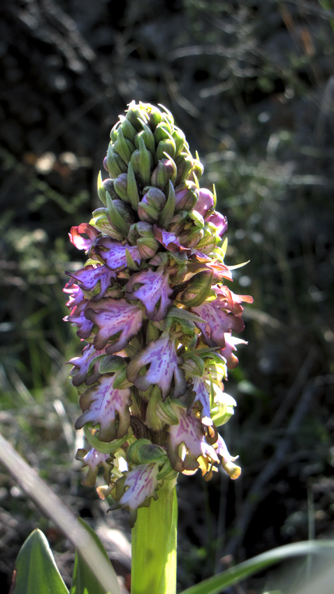 Orchidee Alta Murgia