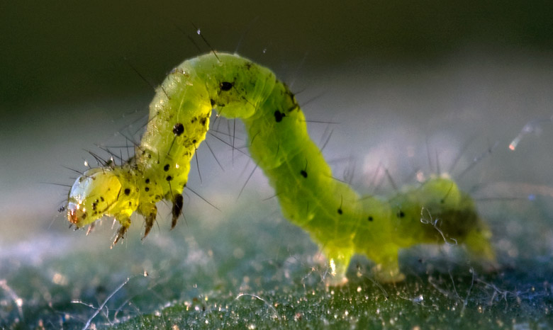 Chrysodeixis chalcites??