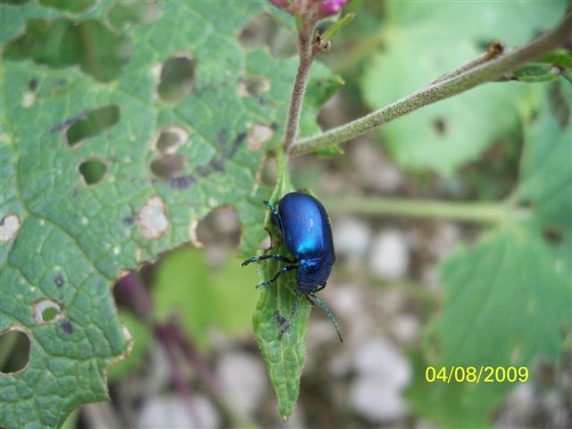 Coleottero: Oreina cacaliae