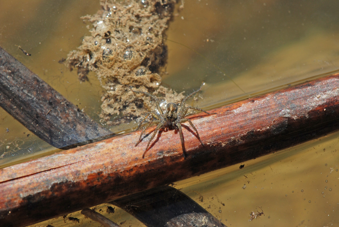 Pardosa sp.