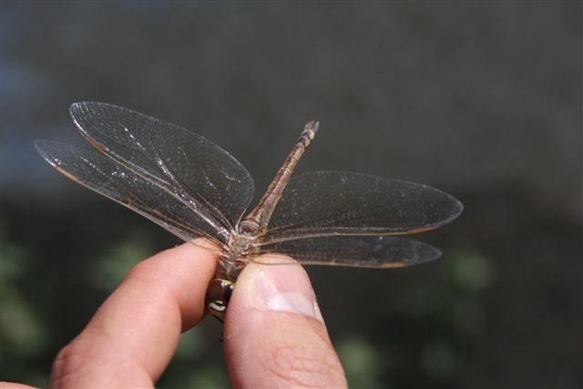 Libellula da ID - Anax ephippiger (femmina)