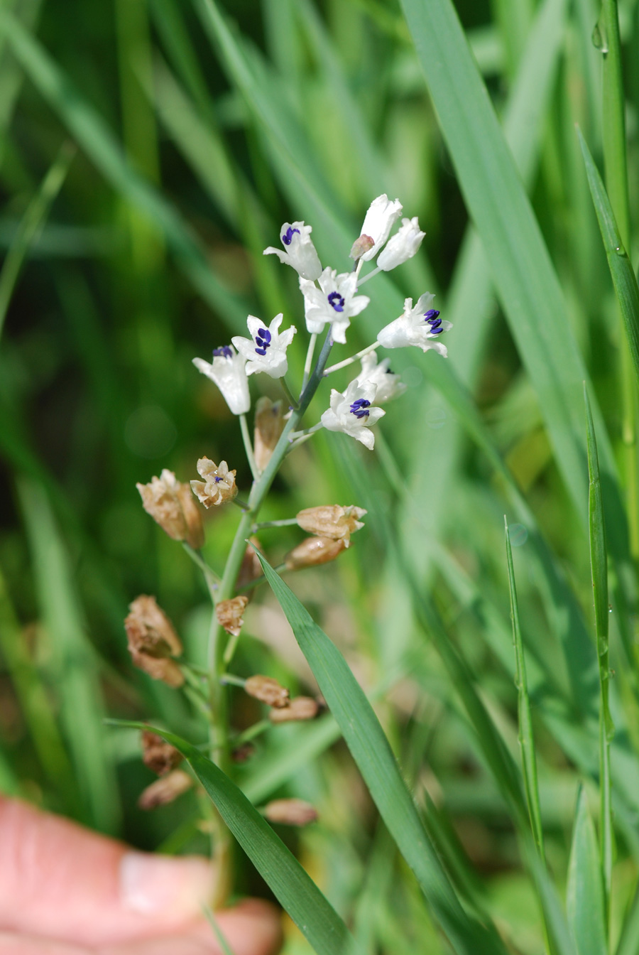 Bellevalia romana (L.) Sweet