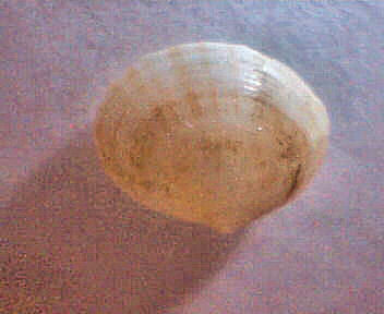 bivalve 1