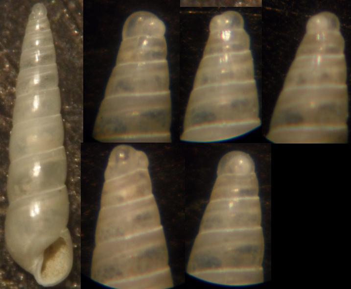 eulimella sp.