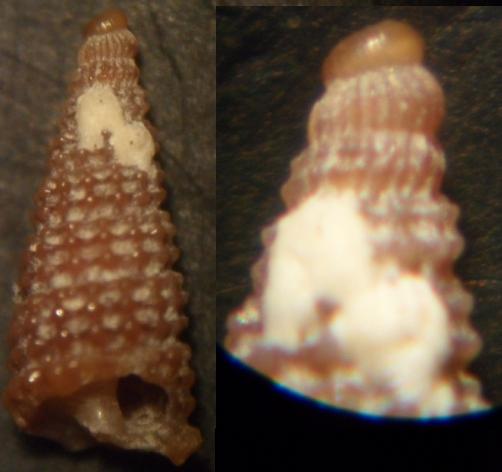 cerithiopsis sp.