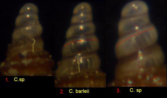 cerithiopsis tubercolaris???