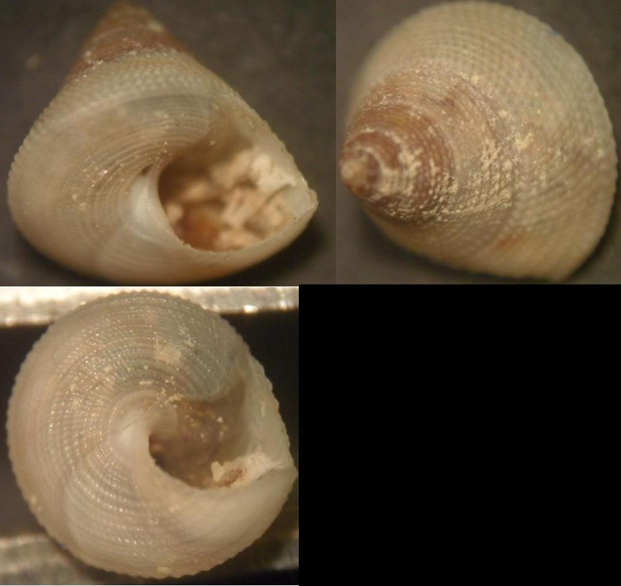 calliostoma sp..