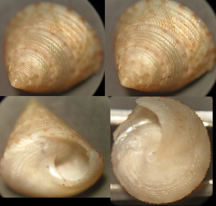 calliostoma sp 2