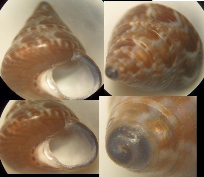 calliostoma sp3