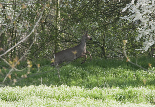 capriolo