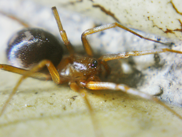 Zodarion sp.