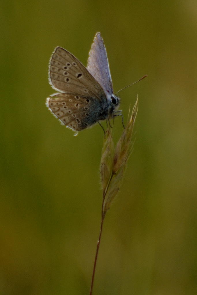 Farfalle da identificare