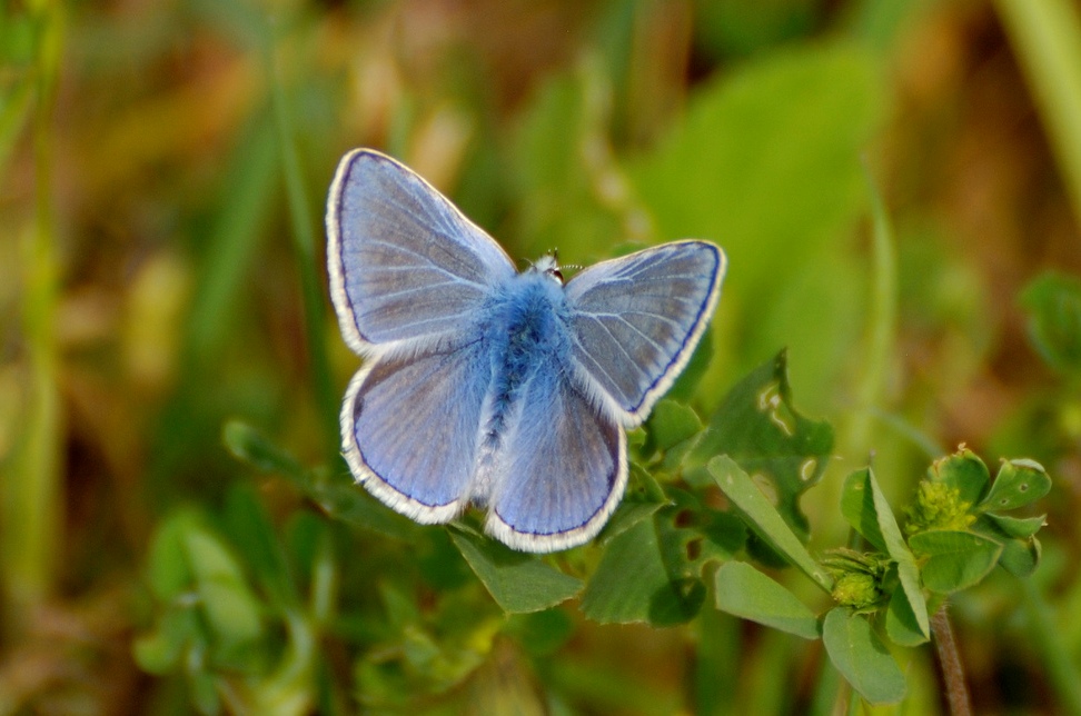 Farfalle da identificare