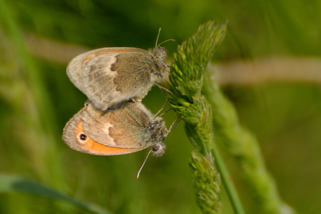 Farfalle da identificare