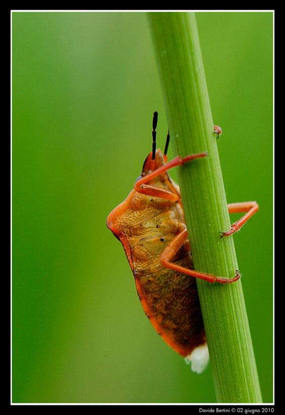 Pentatomidae