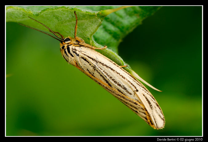 Un aiuto per identificare - Coscinia striata