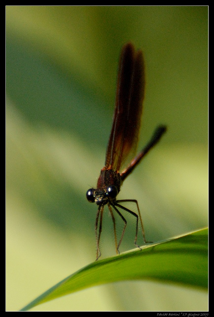 identificare - Calopteryx haemorrhoidalis