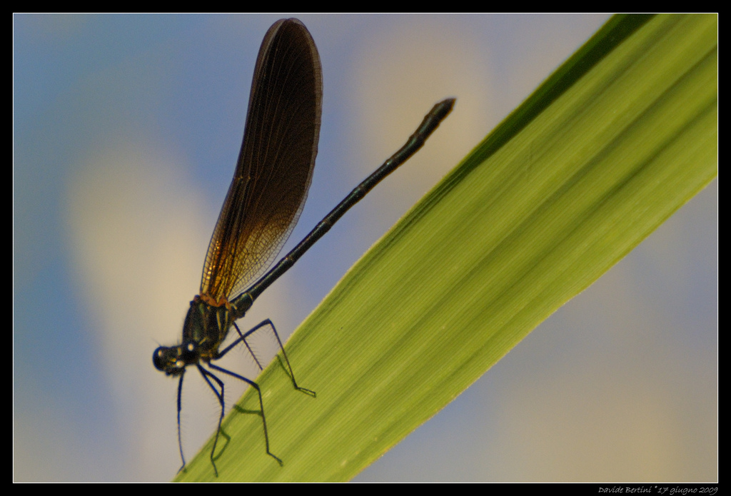 identificare - Calopteryx haemorrhoidalis