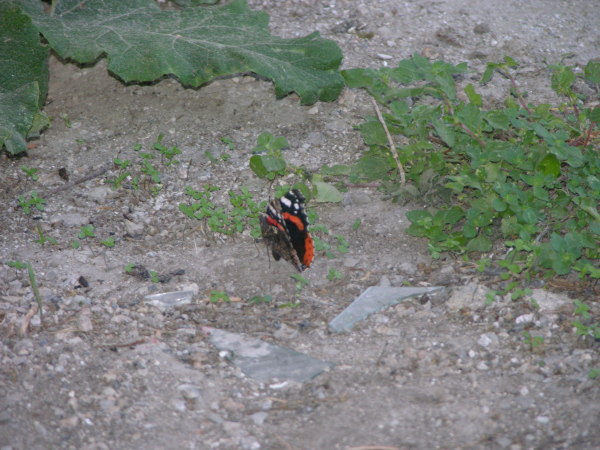 Vanessa atalanta