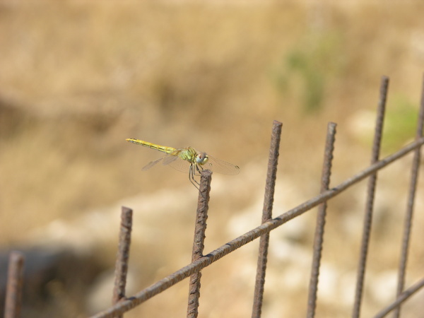 libellula sconosciuta - Sympetrum fonscolombii