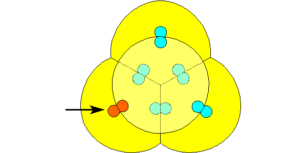 La morfologia Pollinica