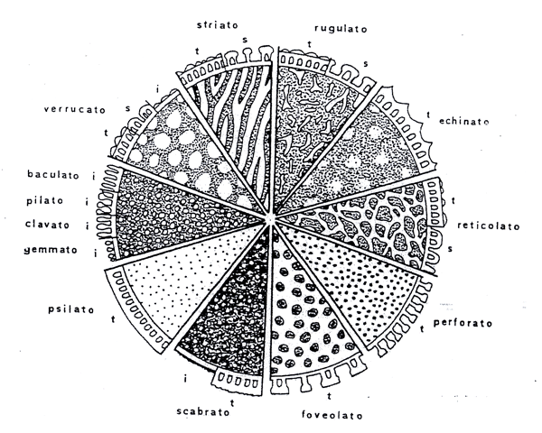 La morfologia Pollinica