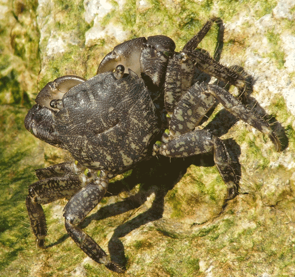 Pachygrapsus marmoratus