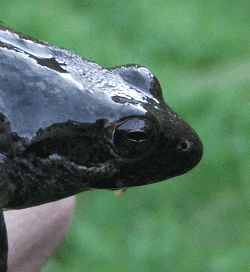 ...pensate ad una rana verde? No, Rana italica