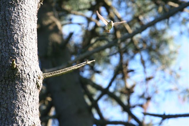 Passeriformi dell''Elba.