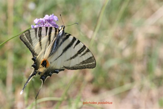 identificazione - Iphiclides podalirius