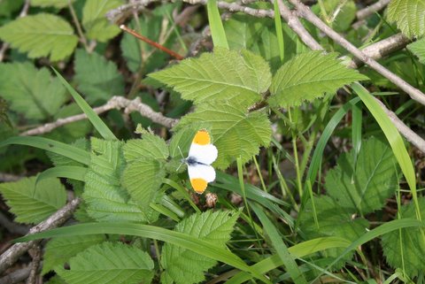 farfallina mai vista - Anthocharis cardamines (maschio)