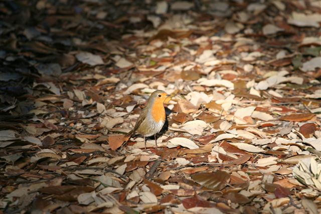 uccello sconosciuto