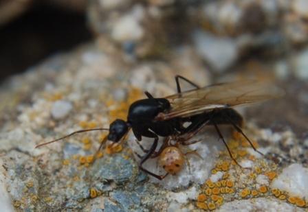 le dimensioni non contano (Thomisiidae preda formica maschio