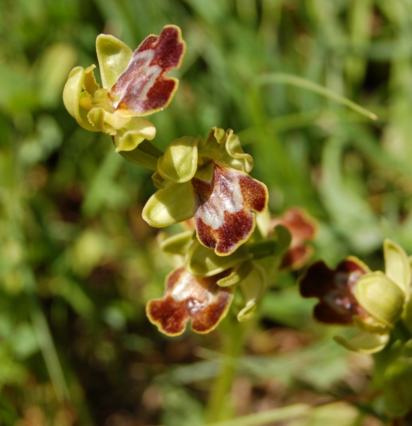 Ophrys fusca s.l.