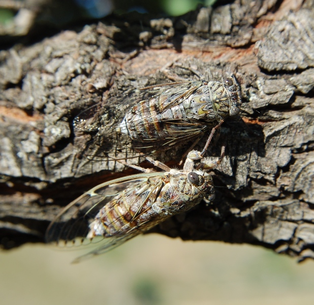 cicalona!! No. Cicada orni