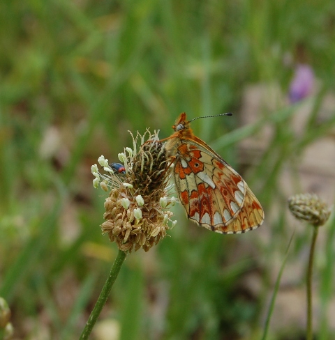 Boloria e Cosmorhoe