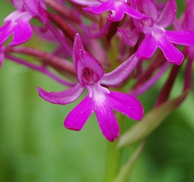 Anacamptis