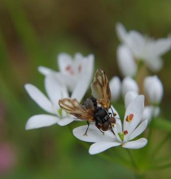 moschina da identificare